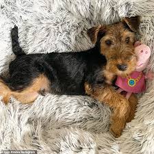 Those sweet, little pups can be devils in disguise. Best In Show Rapper Iggy Azalea Introduces Her New Welsh Terrier Puppy Called Bam The Punk Daily Mail Online