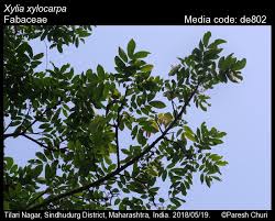 Image result for Bussea xylocarpa