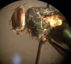 Forensic entomology is primarily associated with death investigations however it may also be used to detect drugs and poisons, determine the location of an incident, the forensic entomology can be divided into three subfields: Forensic Entomology Where Insects Meet The Law