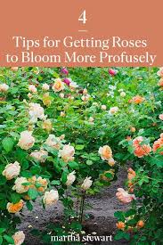 Four Tips For Getting Your Roses To Bloom More Profusely In 2020 Bloom Growing Flowers Rose