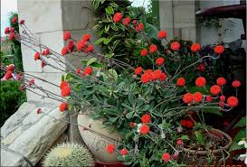 Image result for Kleinia grantii