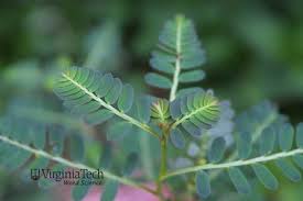 Image result for Phyllanthus martinii