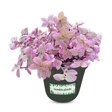 Image result for Callisia