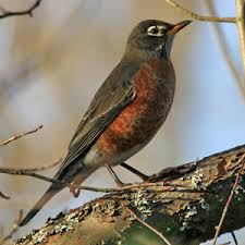 Wildlife Rescue Association Of Bc Found An Animal