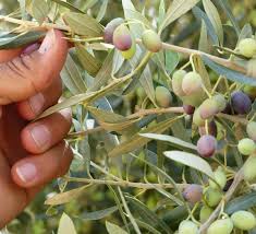 Huile D Olive Vierge Bio De Tunisie Issue Du Commerce Equitable