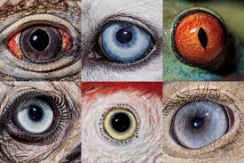 The ones featured here are all from animals and includes a husky dog. Eyes Wide Open National Geographic Takes A Fascinating Close Up Look At Animal Eyes