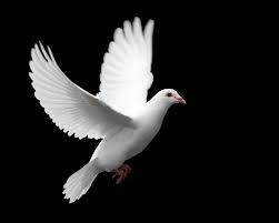 Black Bird With White Ring Around Neck And Long Beak Pigeon Hd Wallpapers Best Hd Desktop Wallpapers Dove Pictures Dove Flying White Pigeon