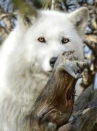 Pin By Bahri Selcuk Koseoglu On Wolves Wolf Dog Wolf Love Beautiful Wolves