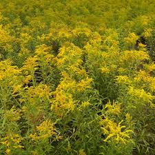 Image result for Solidago juncea