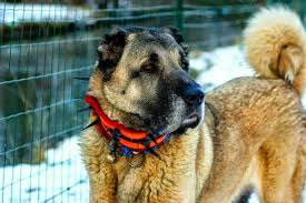 Turkis Kangal Kopegi Hund Dog Sehr Praf Schaf U Polizei Militare Hund Hayvanlar Kopek Hayvan
