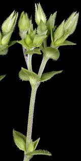 Image result for Cliffortia serpyllifolia