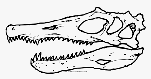 Download skull drawing and use any clip art,coloring,png graphics in your website, document or presentation. Spinosaurus Skull Coloring Page Hd Png Download Transparent Png Image Pngitem