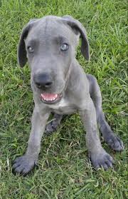 Please send your comments, suggestions, or to be registered in the litter email flier database; Great Dane Puppies For Sale Cape Coral Fl 238754
