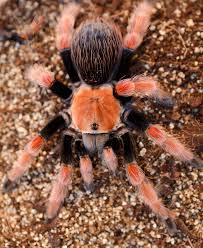 Image result for Brachystegia allenii × boehmii