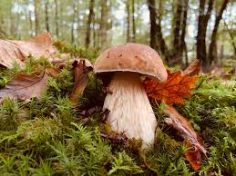 Cepe De Bordeaux Boletus Edulis 2019 France Foret Du Gavre Cepes Champignon