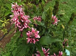 Image result for Justicia incana