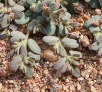 Image result for Euphorbia granulata