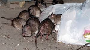 How to get rid of New York City's rats without brutality? Birth ...