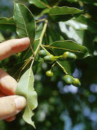 Image result for Ocotea