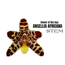 Image result for Ansellia africana