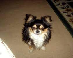 But your chances of sharing a lasting bond with your chihuahua pup for a long time are high! Black Long Haired Apple Head Chihuahua Pets Lovers