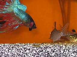 Can Betta Fish Live Together