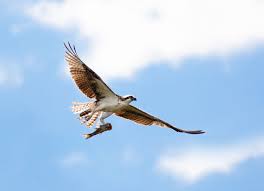 Will A Hawk Attack A Dog? - Whole Dog Journal