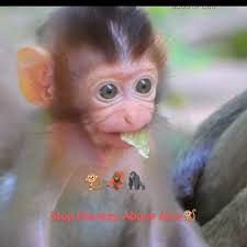 Lovely moment caught by Wendy! Here is Tutti, Kiki and Hananya, stood over  by Semach :) Hananya is the dominant male in his group of 18. He has a big  job on