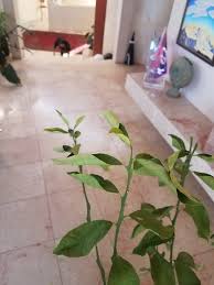 Bacterial blast begins with black spots on the petiole and moves on to the axil. Lemon Tree Leaves Curling 432971 Ask Extension