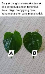 Sedap sungguh gulai asam paya pelam muda boleh dijeruk keadaannya yang sangat merbahaya seperti bergantung di hujung tanduk. Maksud Kaduk Naik Junjung Ssawilmor