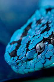 Image Result For Black And Blue Snake Snake Beautiful Snakes Reptiles