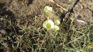 Image result for Cienfuegosia digitata