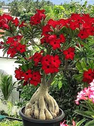 Image result for Adenium