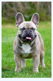 We have 2 fawn males, 1 fawn female and 2 black brindle female available. Cheap French Bulldog Puppies Under 500 Dog Breed