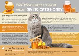 Honey badgers are not likely to eat cats. Can Cats Eat Honey Little Fat Kitten