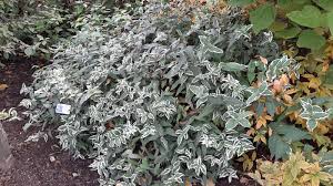 Check spelling or type a new query. Diervilla Sessilifolia Trees And Shrubs Online