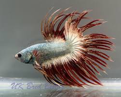 Stunning Red Green Copper Crown Tail Ct Betta Splendens Male Betta Fish Betta Siamese Fighting Fish