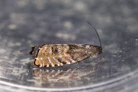 Image result for Cydia strobilella