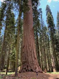 VISITING SEQUOIA NATIONAL PARK - Mile Marker Memories