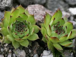 However, be careful not to overwater after pruning as the plant's water requirements will be reduced. Houseleek Superstitions Hystory And Medicinal Benefits Dummer Garden Manage Gfinger Is The Best Garden Manage App