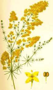 Image result for Galium verum