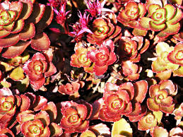 Best flowering ground cover zone 9. 18 Low Maintenance Ground Covers For Any Type Of Yard This Old House