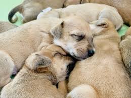 You can see all of the pets listed for your area or anywhere by visiting the website and selecting lost or found cats or dogs. Rescue Partners Save Our Scruff