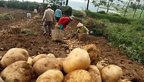 Jangan beli ubi kentang berwarna hijau. Investor Mulai Lirik Sektor Tanaman Holtikultura Di Passi Timur Detotabuan Com