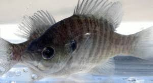 Bluegill