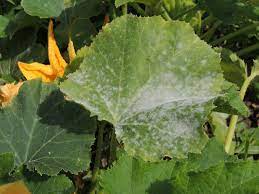 Spores do not germinate on wet leaves. White Spots On Your Zucchini Leaves What It Is What To Do