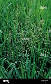 Image result for Lipocarpha chinensis