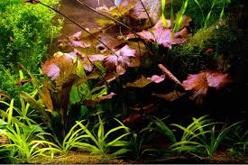 Image result for Nymphaea lotus