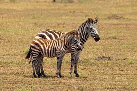 Thanks for summarizing what you learned about camouflage and how zebras live in the wilderness! Where Do Zebras Live Joy Of Animals