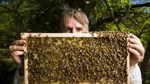 Bees are covered under both pest packages. Canberra Buzzing As Bees Begin To Swarm The Canberra Times Canberra Act